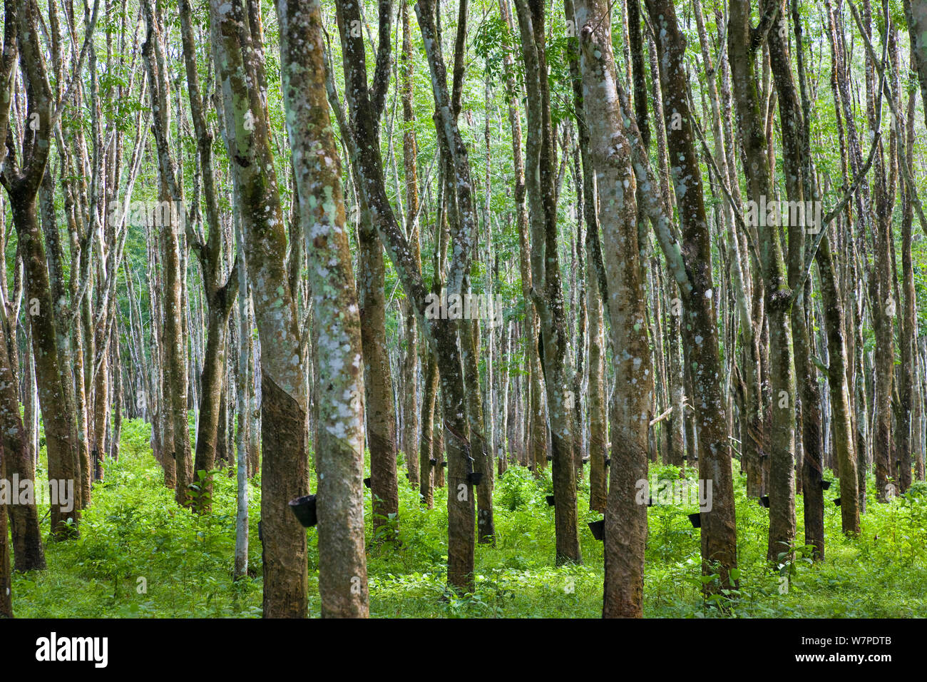 Rubber plantation malaysia hi res stock photography and images Alamy