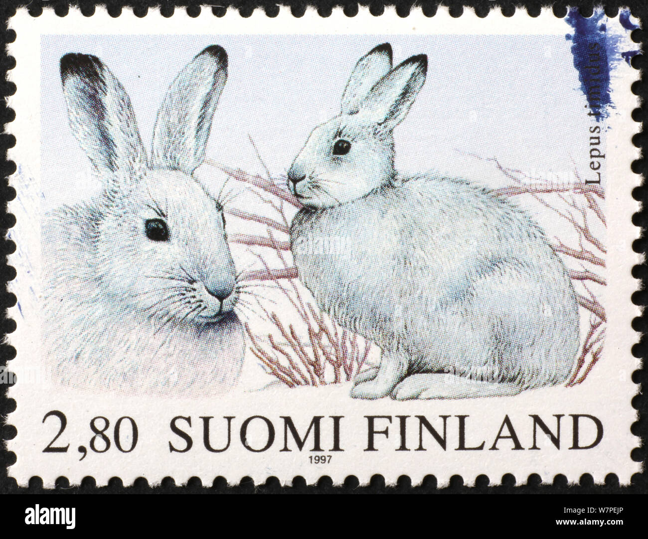 Two white hares on finnish postage stamp Stock Photo