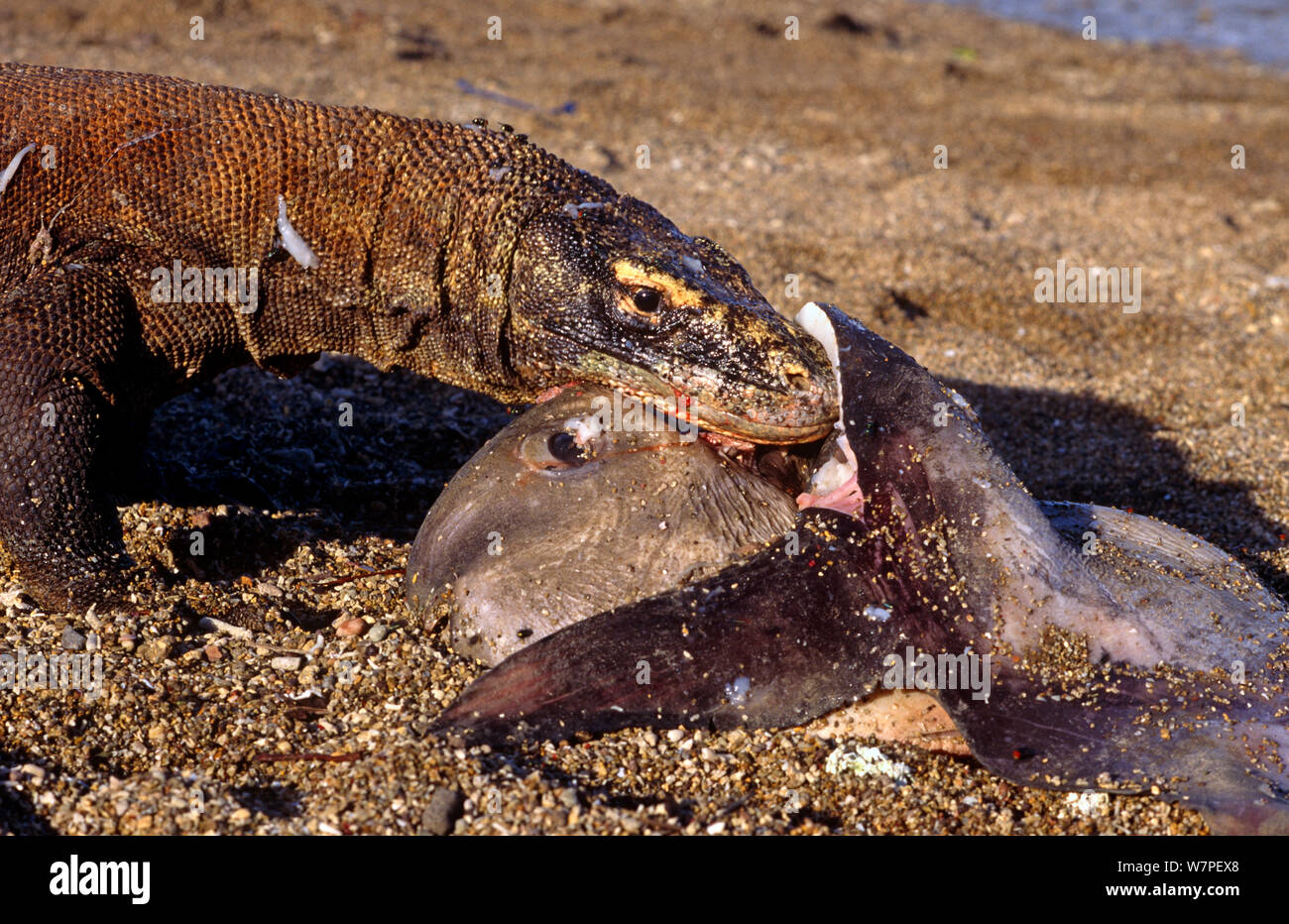 Komodo dragon (Varanus komodoensis) on beach with carcass of Ocean Sunfish, taken from a fisherman, Komodo, Indonesia. Stock Photo