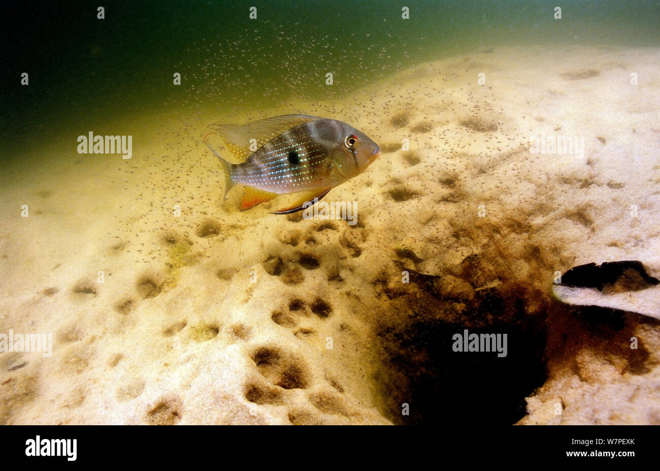 Fish Brooding Mouth brooding cichlid hi-res stock photography and images - Alamy
