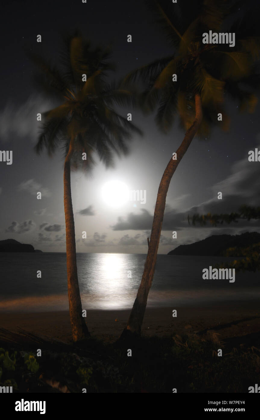 Coconut palms (Cocos nucifera) with the moon rising, Rockly Bay. Scarborough. Tobago. Stock Photo