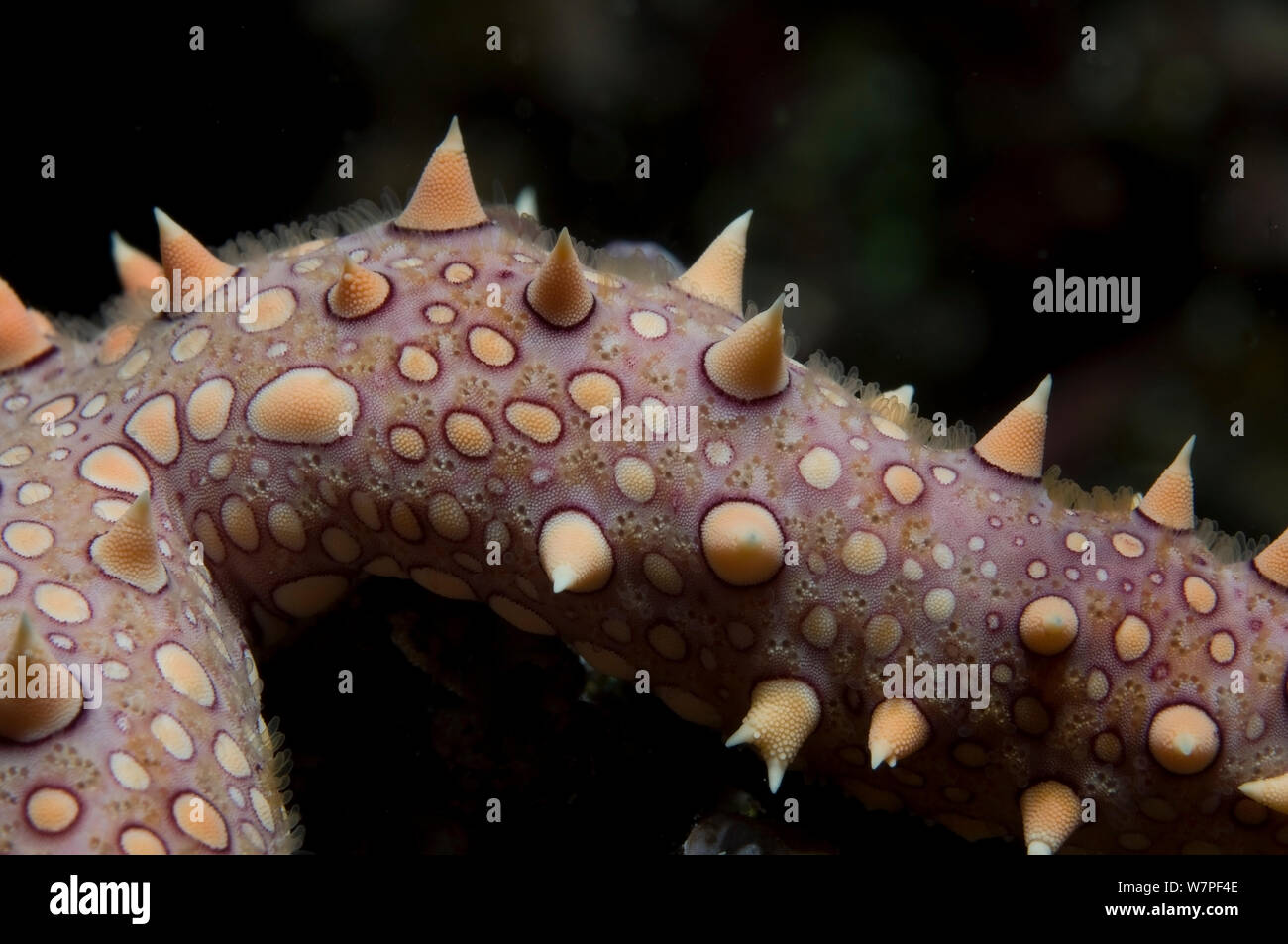 Necklace Seastar / Marble Star starfish (Fromia monilis) detail of leg, Red Sea. Stock Photo