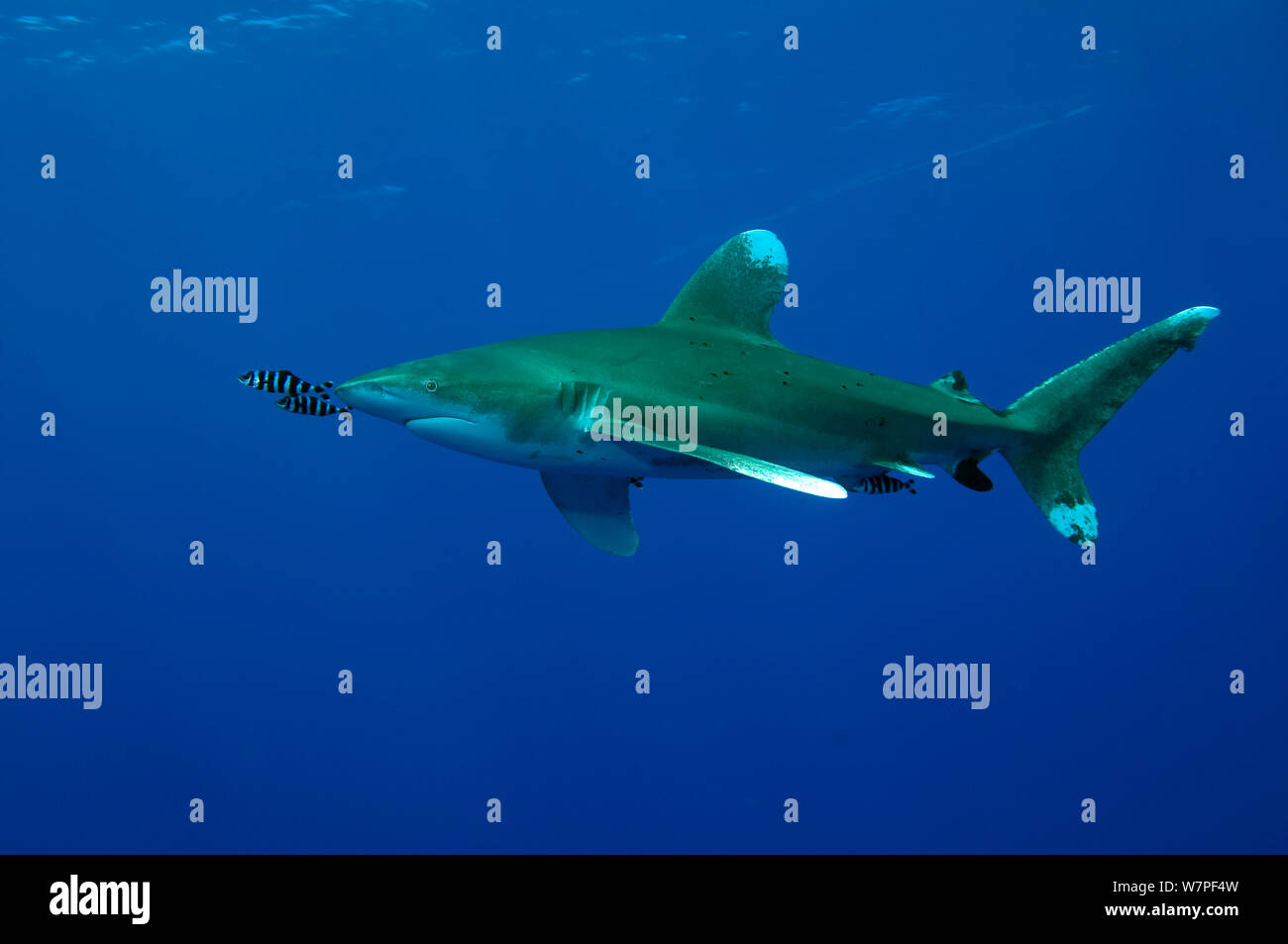Oceanic whitetip shark (Carcharhinus longimanus) with Pilot fish (Naucrates ductor) Red Sea. Stock Photo
