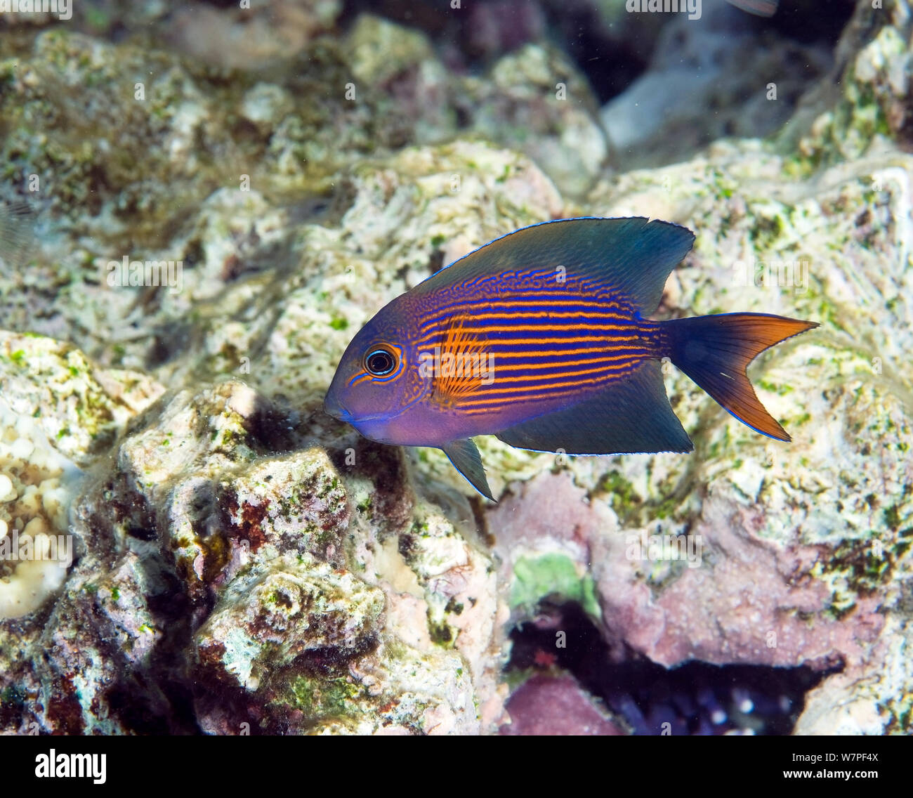 Striped bristletooth surgeonfish (Ctenochaetus striatus) Red Sea. Stock Photo