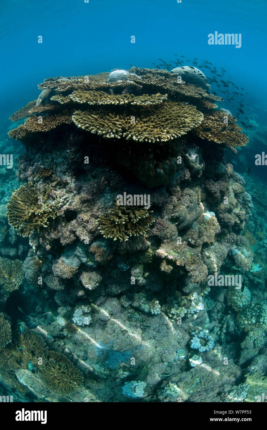 Table corals (Acropora sp) Karan Island, Saudi Arabia, Arabian Gulf. Stock Photo