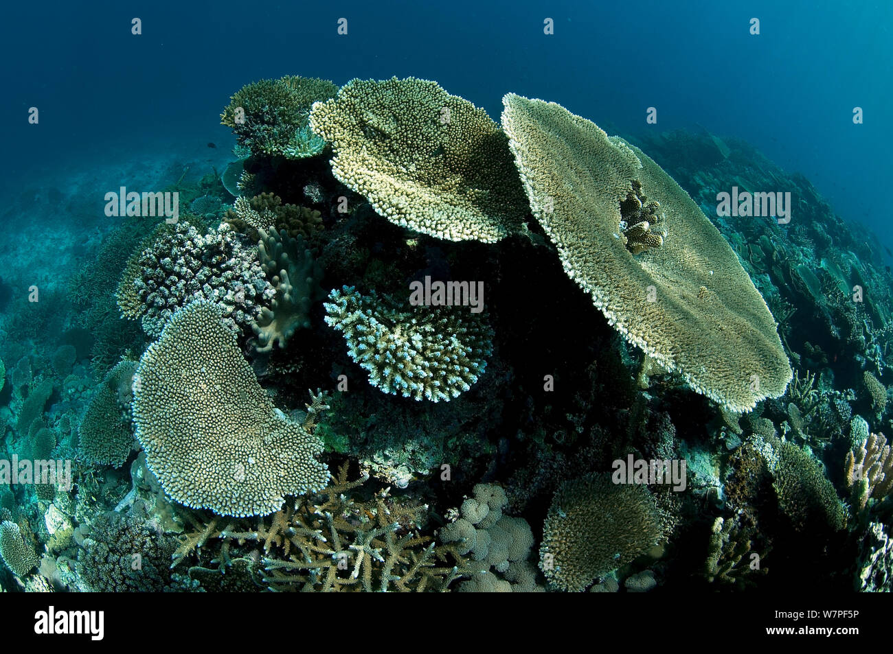 Table corals (Acropora) Suma Channel, Fiji Stock Photo