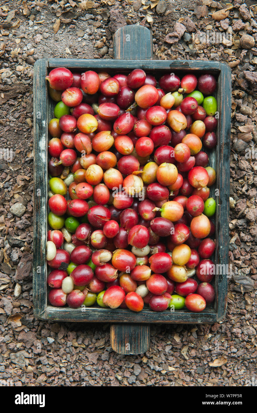Handpicked Coffee Berries (Coffea arabica). El Trapiche Farm