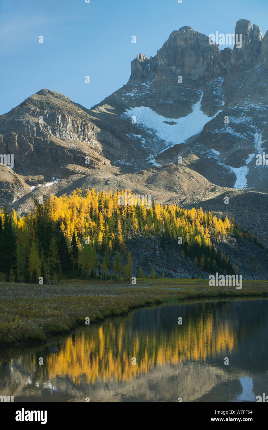 Autumn larches reflected in Gog Lake, below The Towers. Mt. Assiniboine Provincial Park, British Columbia, Canada, September 2012. Stock Photo
