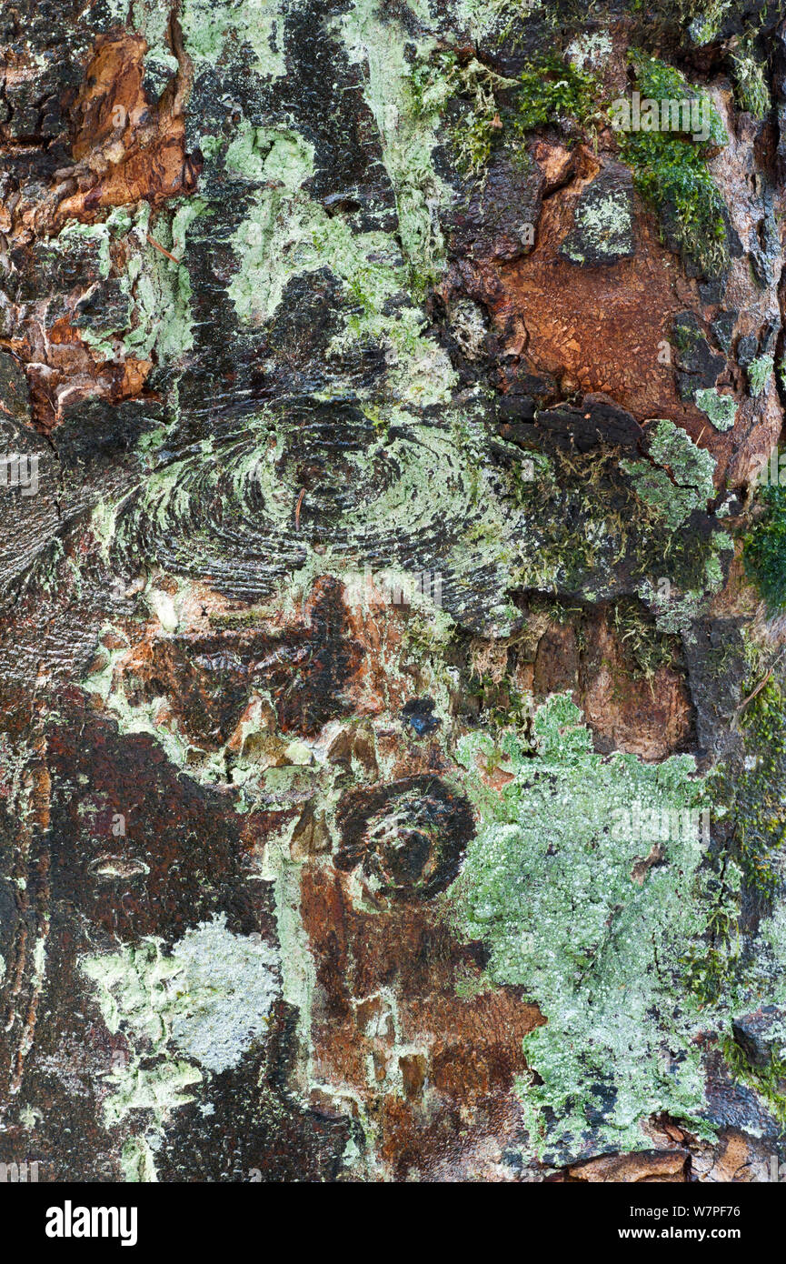 Detail of beech (Fagus) trunk with moss and lichen, Scotland, December. Stock Photo