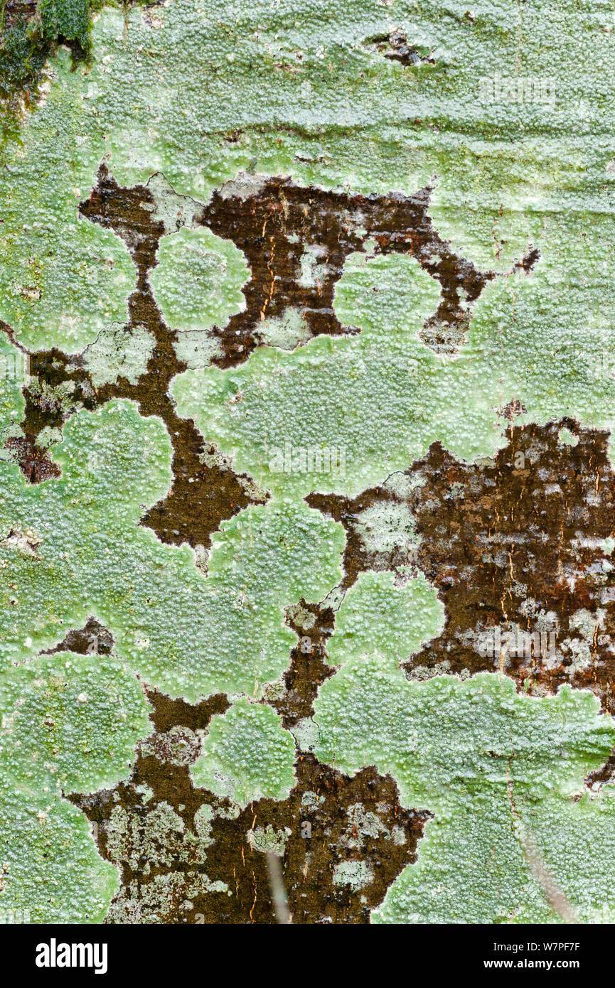 Lichen on Beech (Fagus), abstract. Scotland, February. Stock Photo