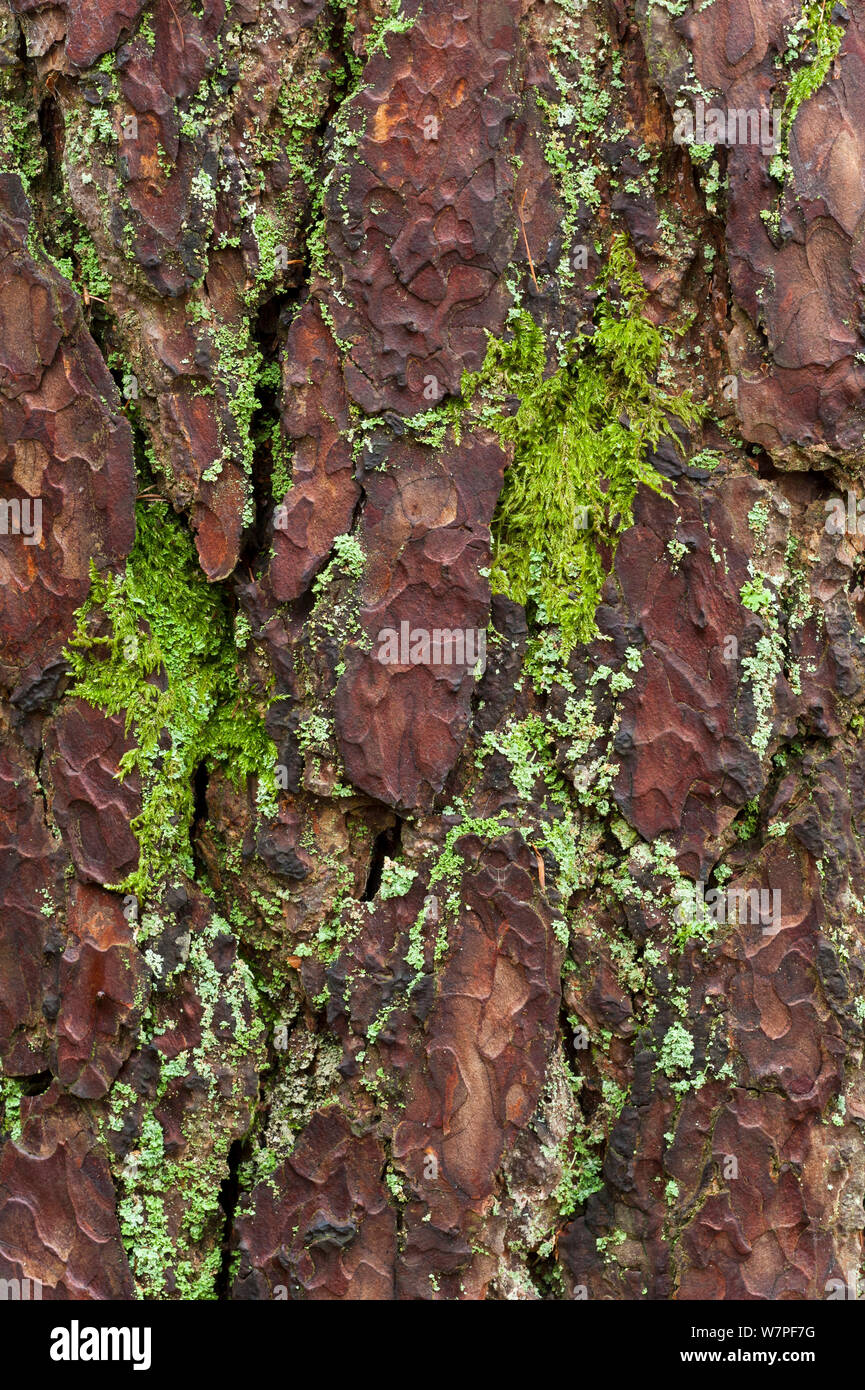 Moss and lichen on Pine tree bark (Pinus). Scotland, Europe. Stock Photo