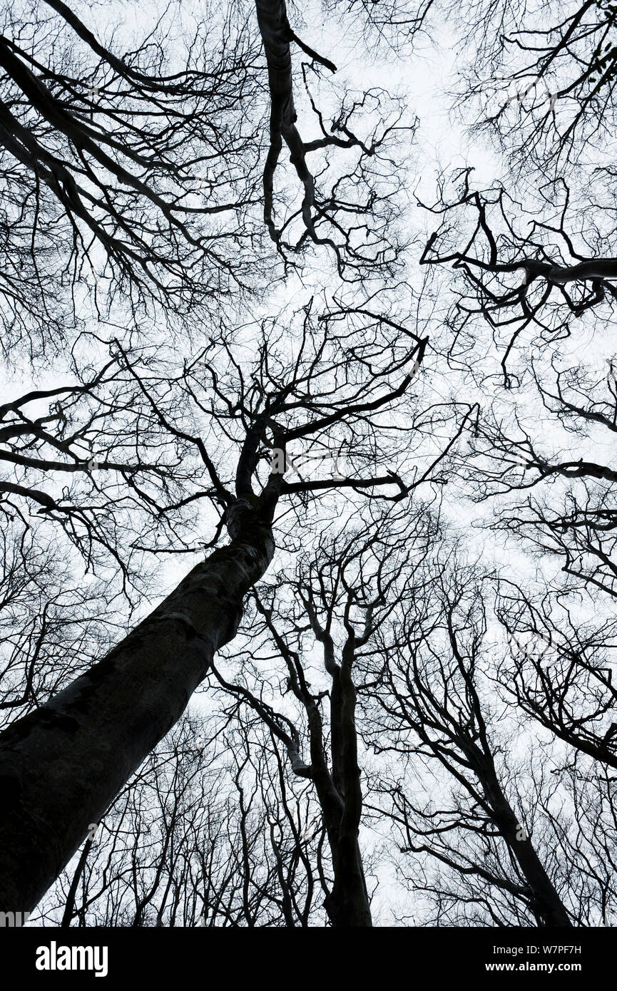 Leafless tree canopy silhouetted. Gannochy, Scotland, February. Stock Photo