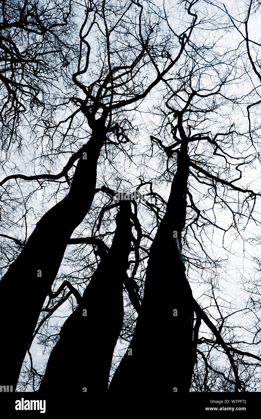 Leafless trees silhouetted. Gannochy, Scotland, February. Stock Photo