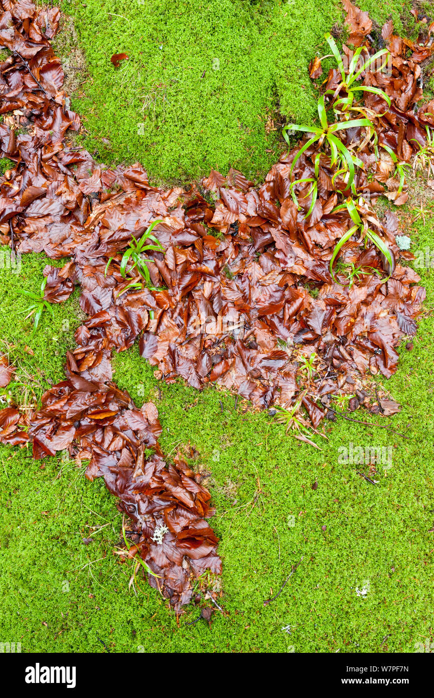 Pattern made by fallen leaves and moss. Scotland, February. Stock Photo