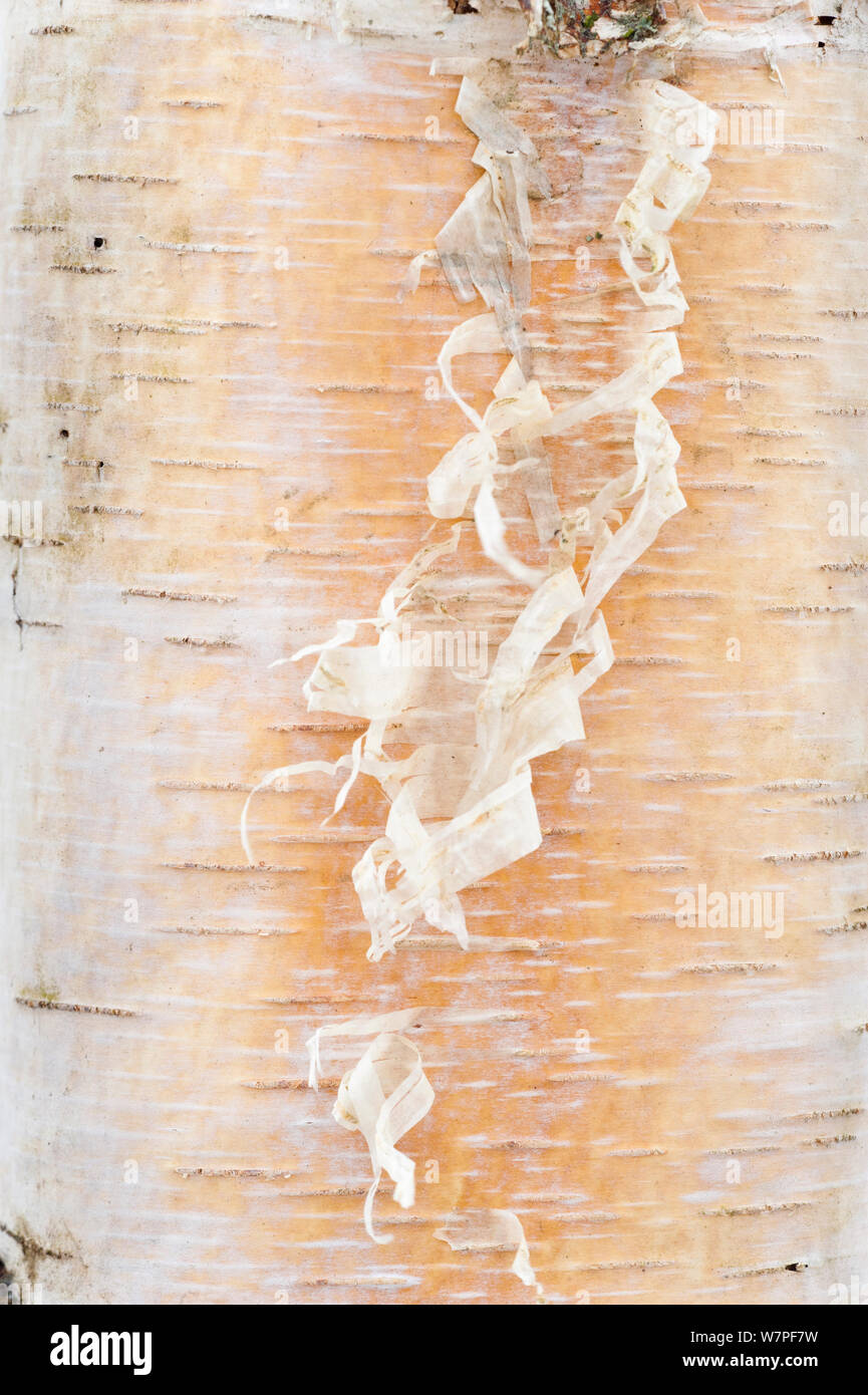 Detail of Silver Birch (Betula pendula) tree bark. Scotland, March. Stock Photo