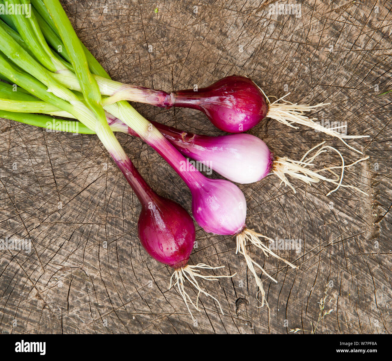 Red spring onions (Allium cepa) Stock Photo