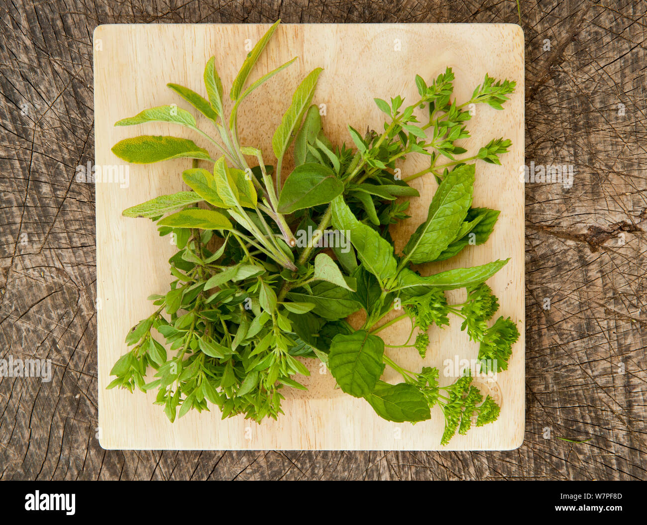 Cooking herbs, including mint and parsley, on chopping board Stock Photo