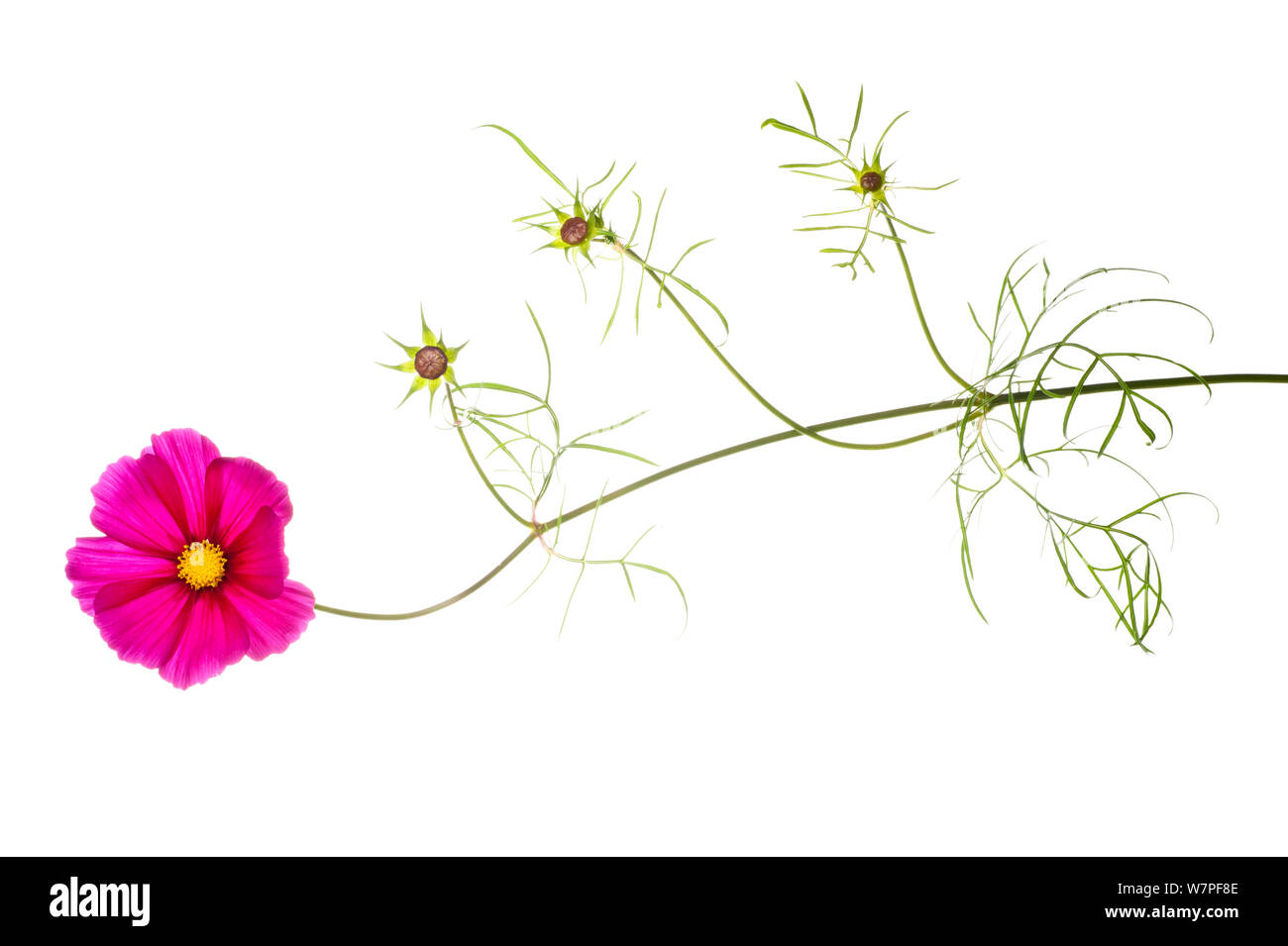Cosmos (Cosmo sp.) in flower. France, Europe, August. Stock Photo