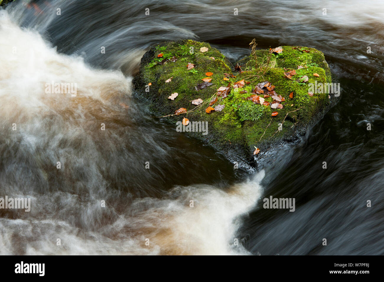 Heart-shaped mossy rock in fast flowing river, Craigengillan Estate, Dalmellington, Ayrshire, October. Stock Photo