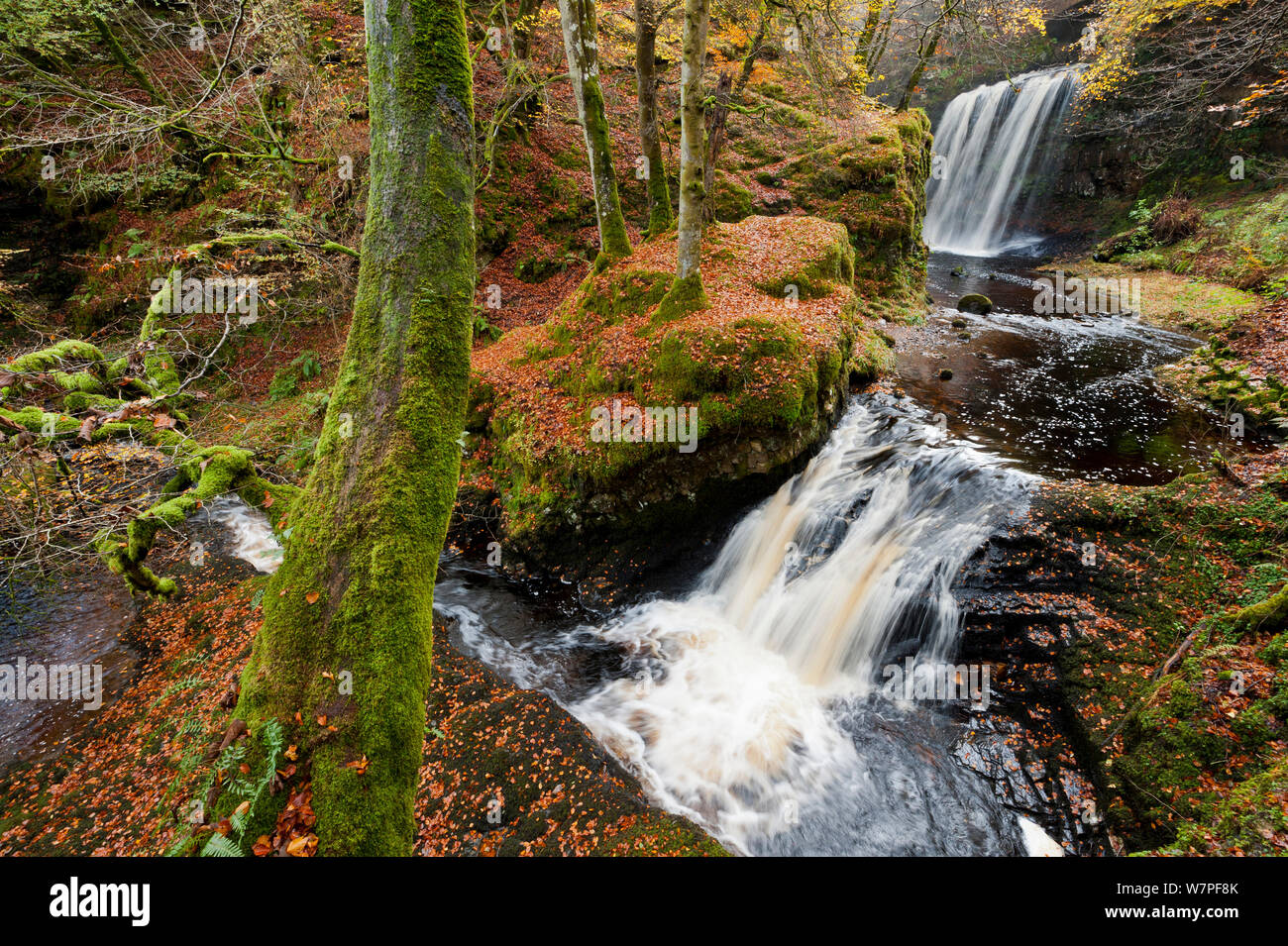 Waterfall in woodland. Craigengillan Estate, Dalmellington, Ayrshire, October 2011. Stock Photo