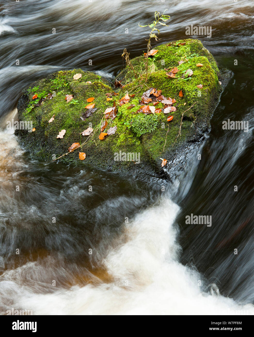 Heart-shaped mossy rock in fast flowing river, Craigengillan Estate, Dalmellington, Ayrshire, October. Stock Photo