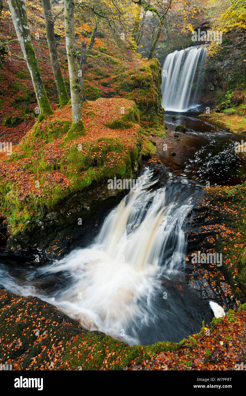 Waterfalls in woodland. Craigengillan Estate, Dalmellington, Ayrshire, October. Stock Photo