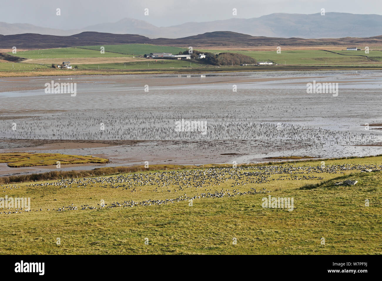 Barnacle Geese (Branta leucopsis) feeding in field also showing geese on Loch Gruinart at low tide Islay Scotland, UK, October Stock Photo