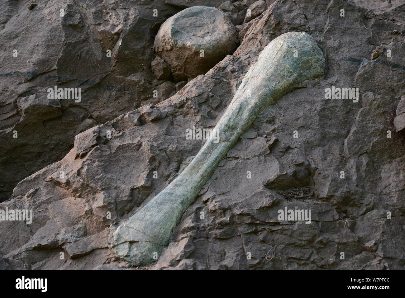 View of a dinosaur fossil concentrated in a wall 150 meters long, 2 meters deep and 8 meters tall, at the excavation site in Laojun village, Pu'an tow Stock Photo - Alamy