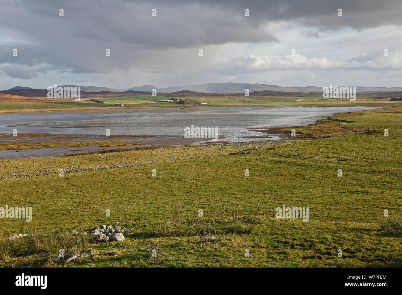 Field and Loch Gruinart with Barnacle Geese (Branta leucopsis) feeding at low tide, Islay, Scotland, October Stock Photo