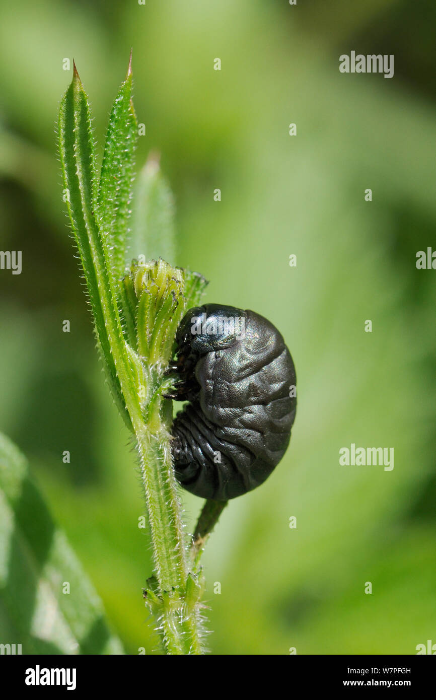 Larvae of Bloody-nosed beetle (Timarcha tenebricosa) about to pupate on its food plant Goose grass / Cleavers (Galium aparine) on fringe of chalk grassland meadow, Wiltshire, UK, May. Stock Photo
