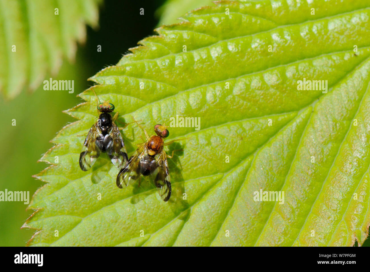 Male and female Celery flies (Euleia heraclei) performing zig-zagging courtship dance on a leaf, Wiltshire garden, UK, April. Stock Photo