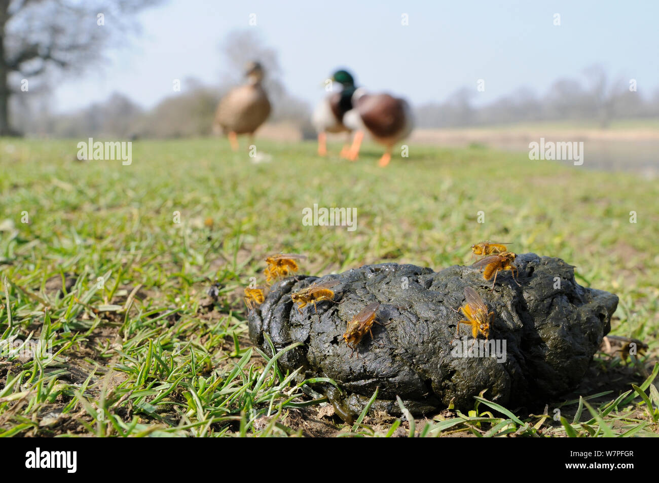 Male Yellow dung flies (Scathophaga stercoraria) waiting on sheep dung for females to arrive, with Mallards (Anas platyrhynchos) and a lake in the background, Wiltshire, UK, March. Stock Photo
