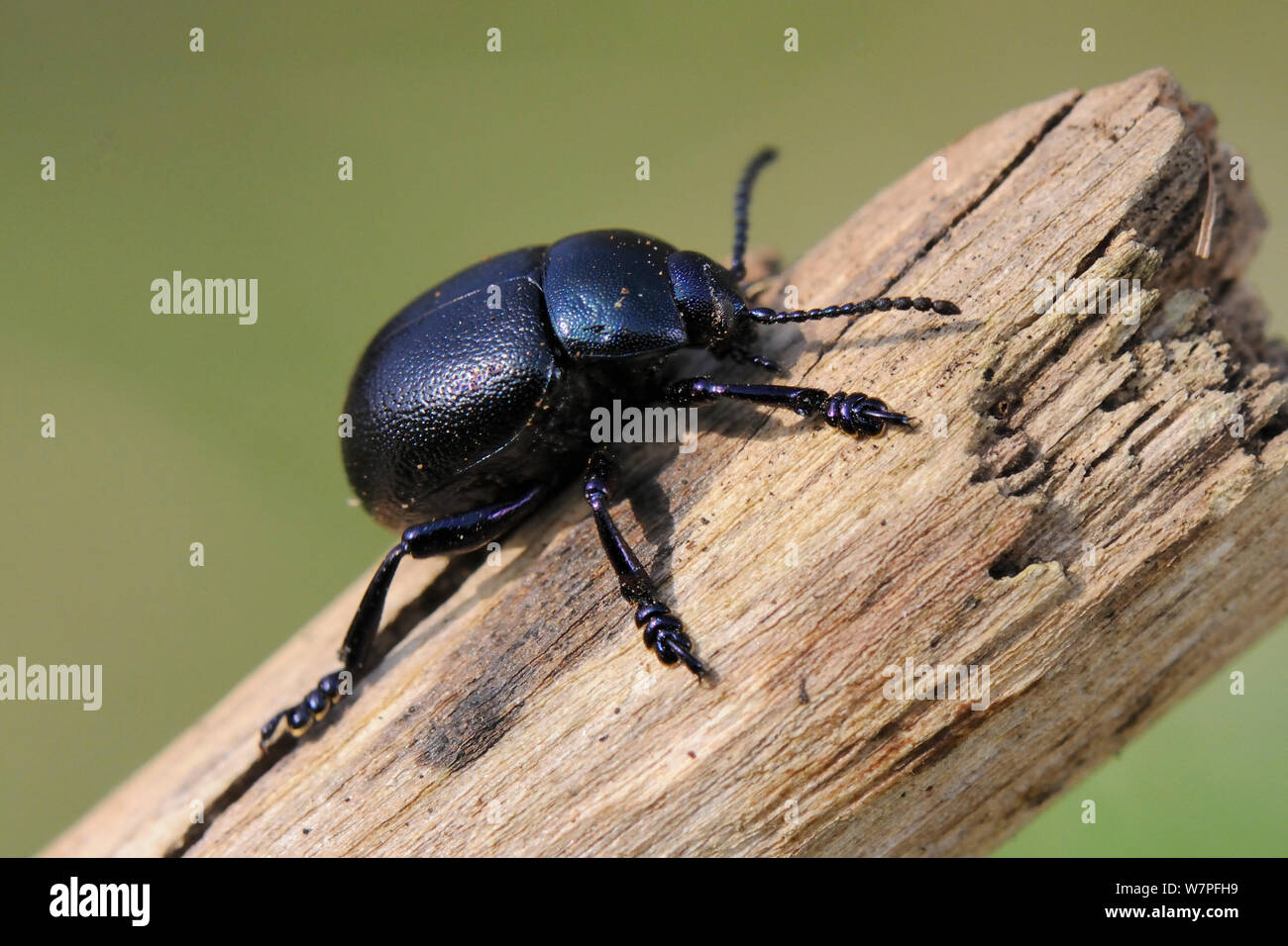 Lesser Bloody-nosed Beetle (Timarcha goettingensis) on a dead plant stem in a chalk grassland meadow, Wiltshire, UK, March. Stock Photo