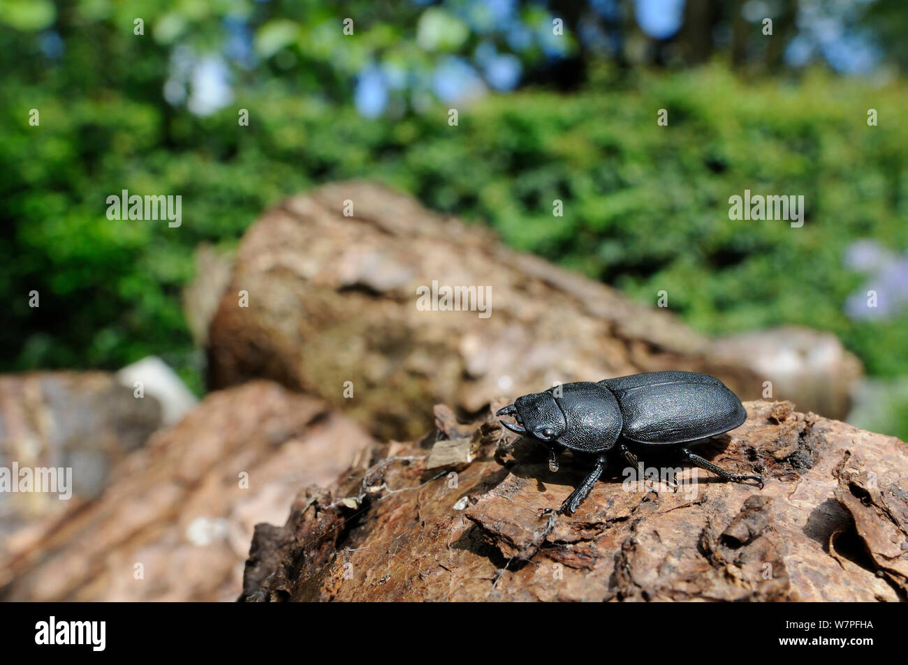 Wide angle view of a male Lesser Stag Beetle (Dorcus parallelipipedus) standing on a log pile, Hertfordshire garden, UK, August. Stock Photo