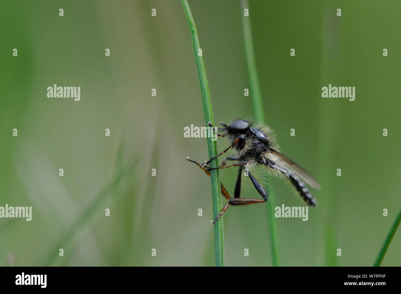 Male March fly (Bibio lanigerus) resting on grass stem in heathland, Sandy, Bedfordshire, UK, April. Stock Photo