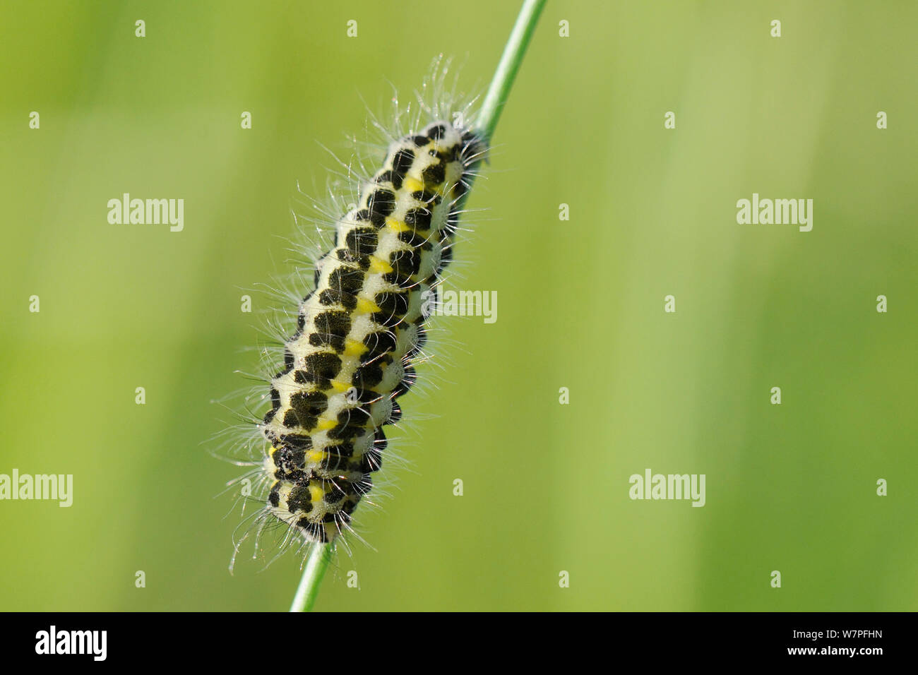Larva of Narrow-bordered five-spot burnet moth (Zygaena lonicerae) with long black and white hairs preparing to pupate on a grass stem in a chalk grassland meadow, Wiltshire, UK, May. Stock Photo