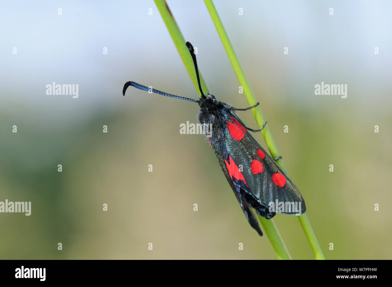 Narrow-bordered Five-spot burnet moth (Zygaena lonicerae) newly emerged, resting on grass stems in a chalk grassland meadow, Wiltshire, UK, May. Stock Photo