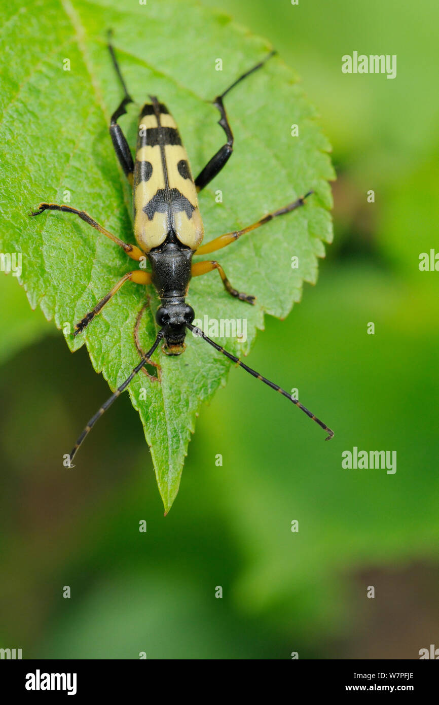 Spotted longhorn beetle (Rutpela maculata / Strangalia maculata) resting on a leaf in a woodland clearing, Wiltshire, UK, June. Stock Photo