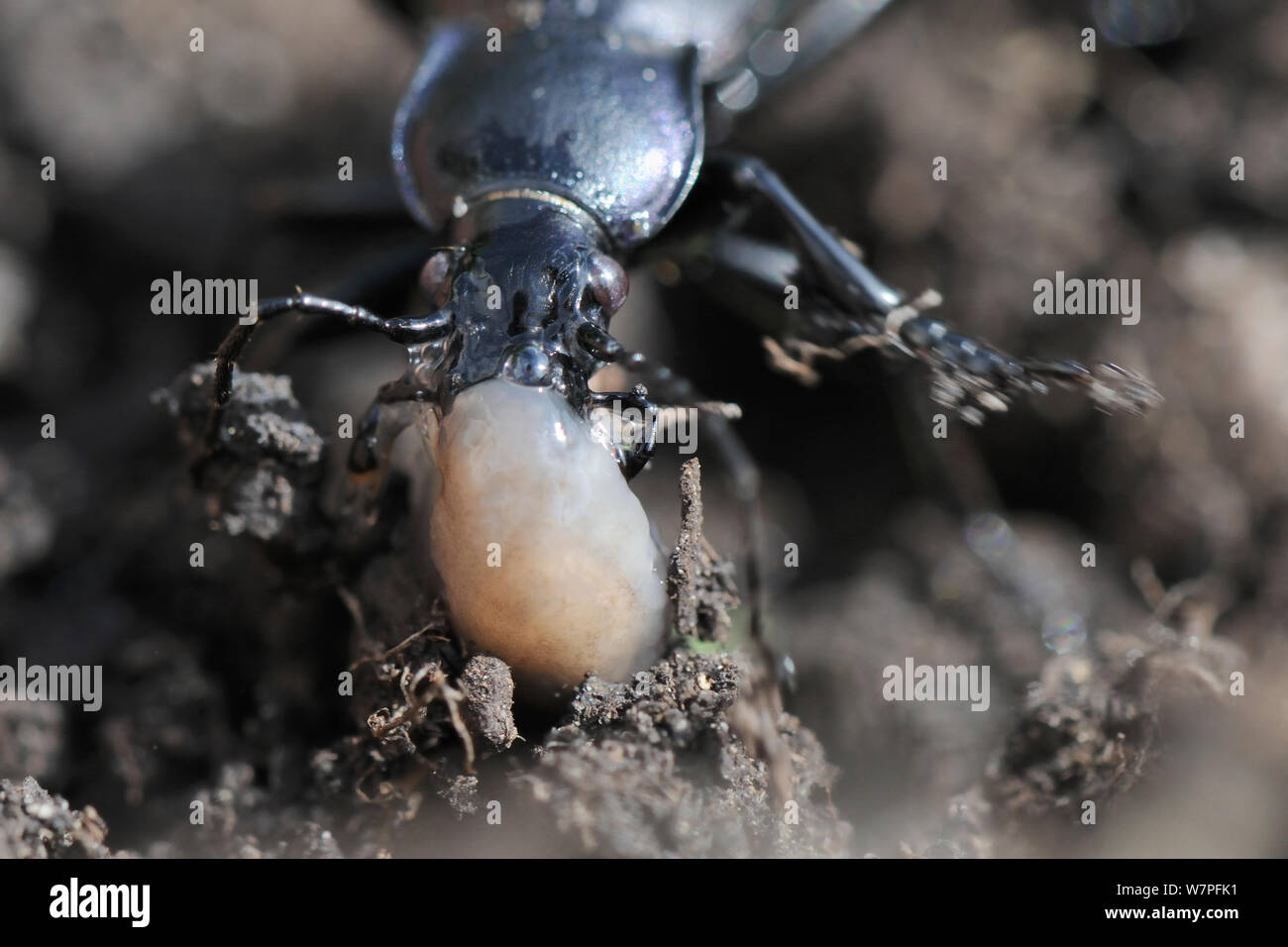 Violet ground beetle (Carabus violaceus) attacking a small Grey field slug / Netted slug (Deroceras reticulatum), Hertfordshire garden, UK, August. Stock Photo