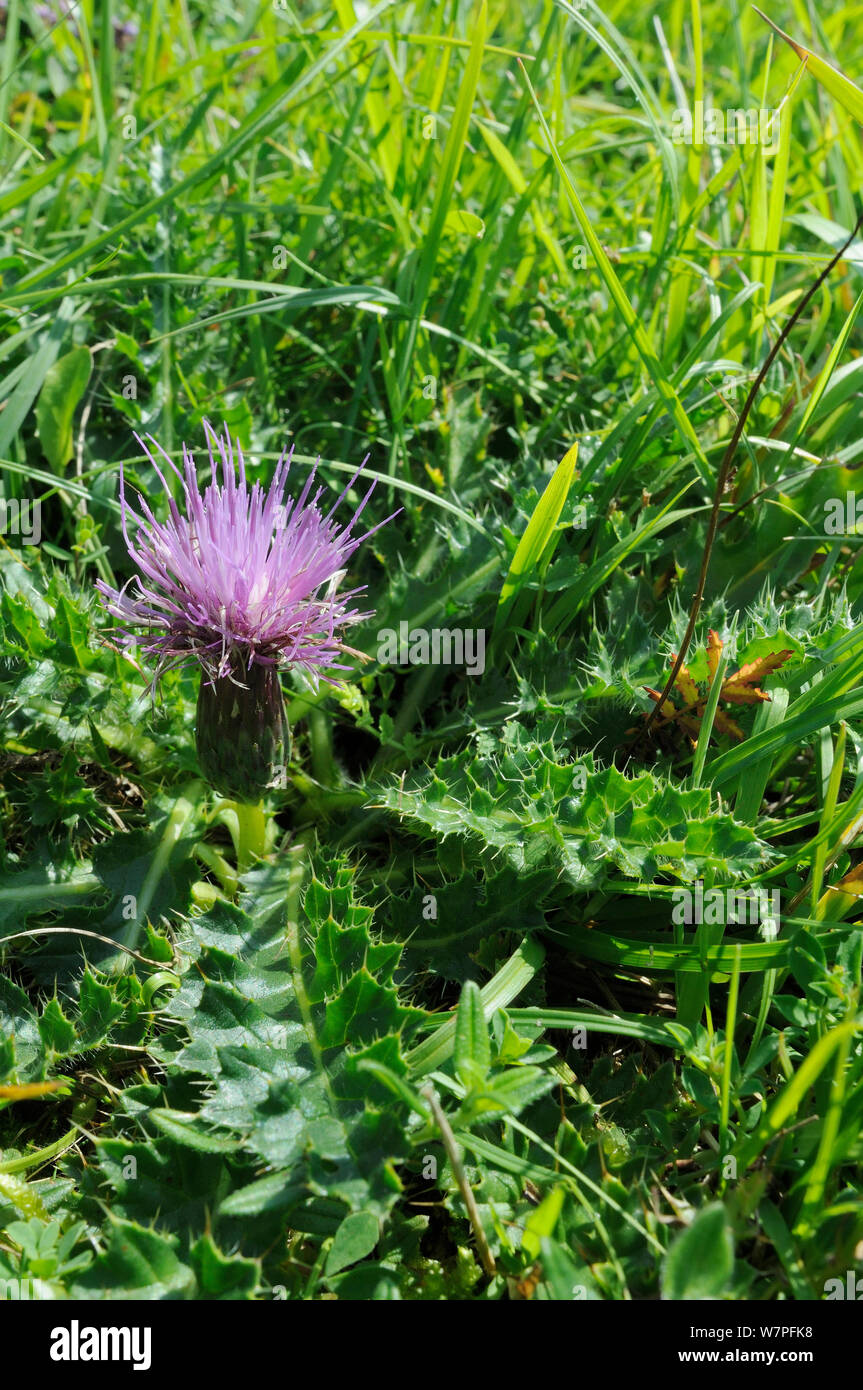 Stemless thistle (Cirsium acaule) flowering on south facing slope of a chalk grassland meadow, Wiltshire, UK, August. Stock Photo
