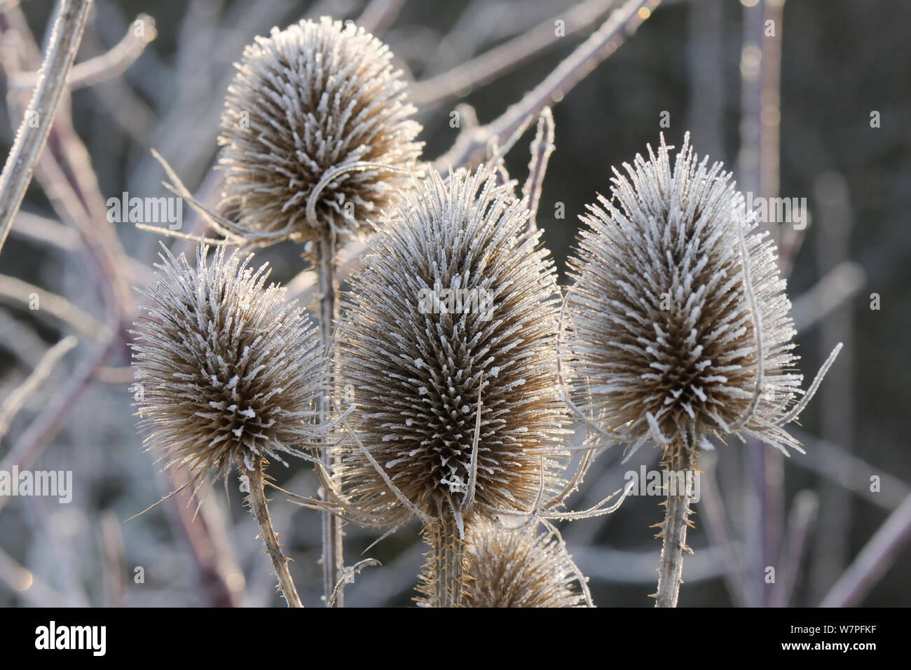 Common teasel (Dipsacus fullonum) seedheads covered with hoar frost, Wiltshire, UK, January. Stock Photo