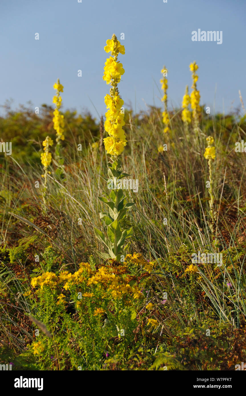 Aaron's rod (Verbascum thapsus) flowering in profusion on a stable coastal sand dune among grases, Bracken and other plants, Gower Peninsula, Wales, UK, July. Stock Photo