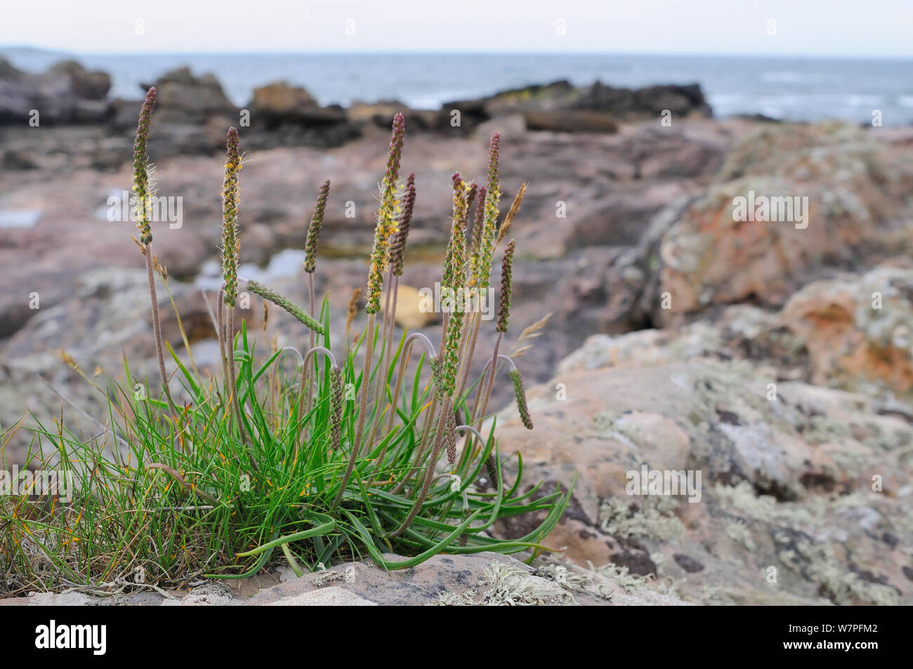Sea plantains (Plantago maritima) flowering just above high water mark on a rocky coastal headland, Fife, UK, July. Stock Photo