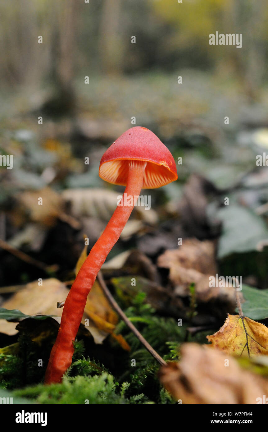 Scarlet hood fungus/ waxcap (Hygrocybe coccinea) in deciduous woodland, Somerset, UK, November. Stock Photo