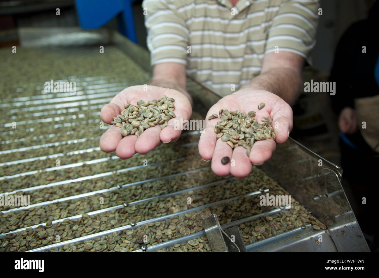 Coffee (Coffea arabica) beans after removal from fruit, before roasting. Hawaii, March 2012. Stock Photo