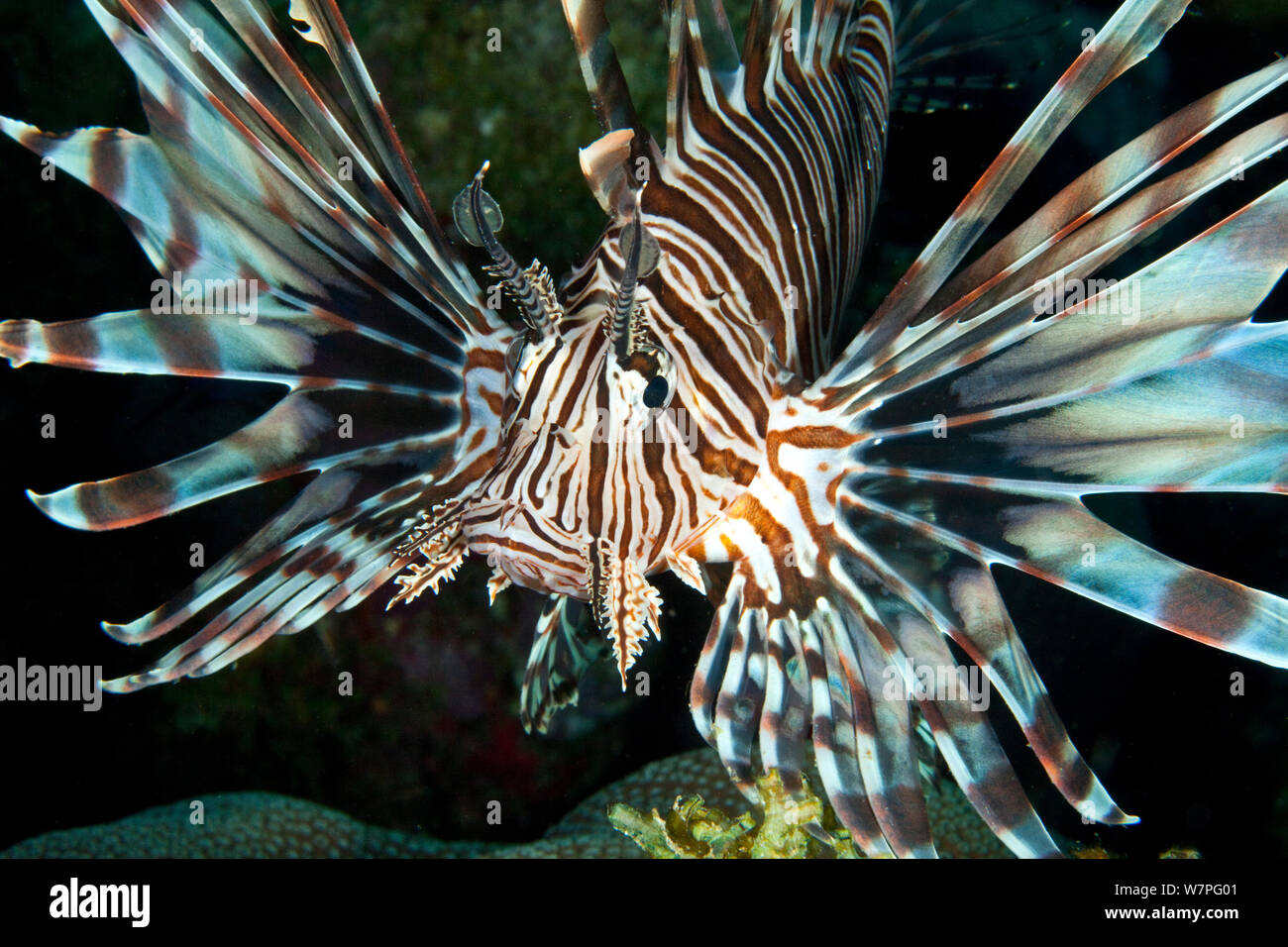Red Lionfish Food Web