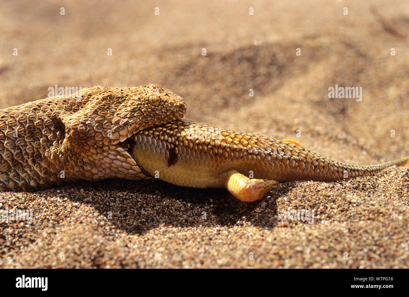 Sand Viper (Cerastes vipera) eating Sandfish  (Scincus albifasciatus) Erg Chigaga, Morocco Controlled conditions Stock Photo