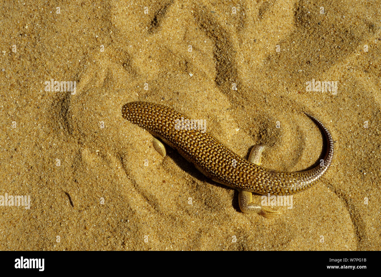 Sandfish (Scincus albifasciatus) burrowing under sand, Erg Chigaga, Morocco Stock Photo