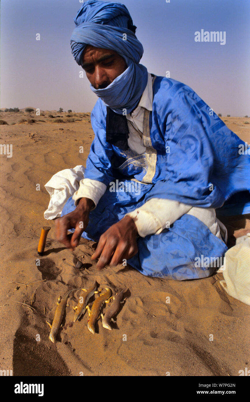 Bedouin preparing sandfish (Scincus albifasciatus) to eat, Erg Chigaga, Morocco Stock Photo