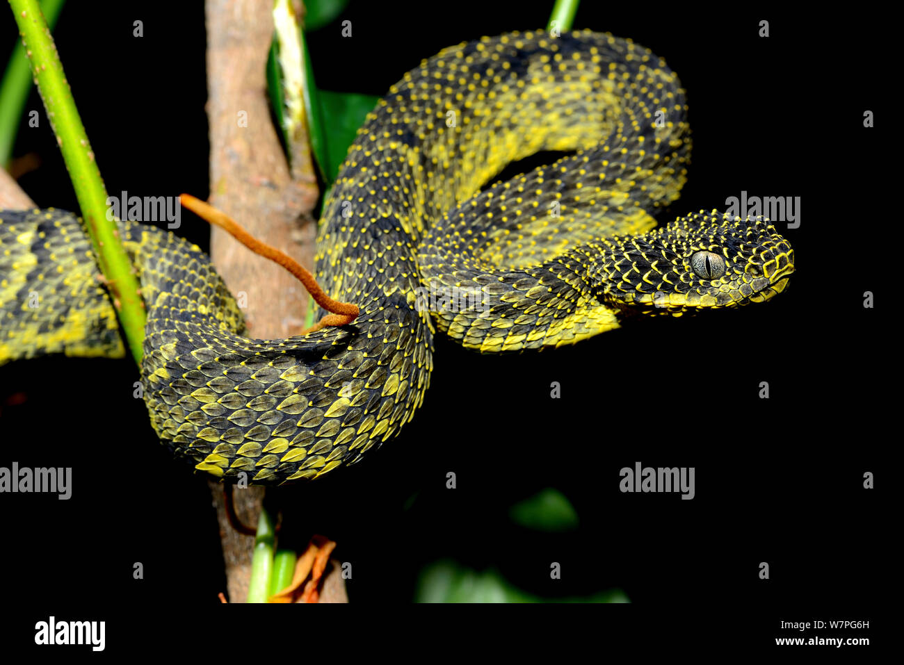 Atheris chlorechis from Mt. Nimba (Photo: C. Brede).